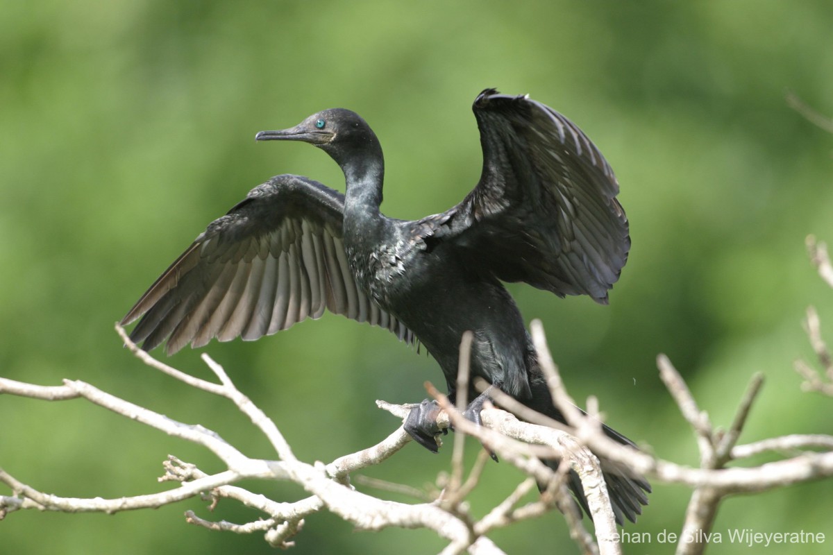 Phalacrocorax fuscicollis Stephens, 1826